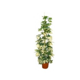 SCHEFFLERA  M22-150cm.