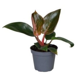 PHILODENDRON  M 6 PINK BIKINI