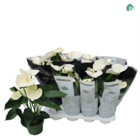 ANTHURIUM  M14 WHITE