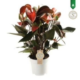 ANTHURIUM  M14 RAINBOW CHAMPION