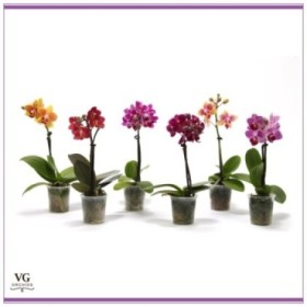 PHALAENOPSIS  M 6 MINI miniflora  1 VARA