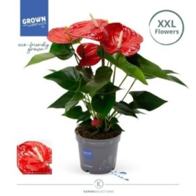 ANTHURIUM  M17 MINNESOTA flor gran XXL