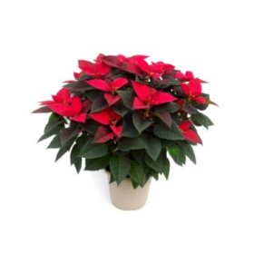 POINSETTIA   M28 RED Roma Sepia Twin