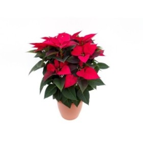 POINSETTIA   M26 RED Decor Terracota