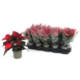 POINSETTIA   M11  RED MULTIFLORA