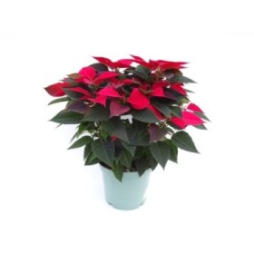 POINSETTIA   M23   ROJA Maceta Oliva