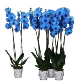 PHALAENOPSIS  M12 2 VARES 70cm. AZUL