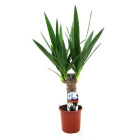 YUCCA, 1 tronco M12