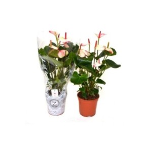 ANTHURIUM  M17 PRINCESS AMALIA ELEGANCE