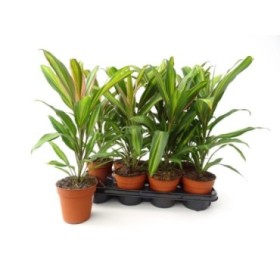 DRACAENA KIWI  M13  H50