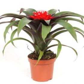 GUZMANIA  M 9 PRISCILLA