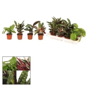 CALATHEA M 7 MIX