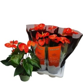 ANTHURIUM  M17 MADURAL ORANGE