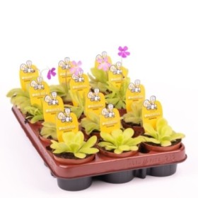 PINGUICULA MIX M9