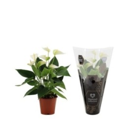 ANTHURIUM  M12 WHITE