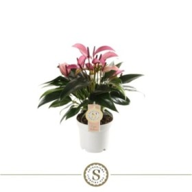 ANTHURIUM  M12 ZIZOU