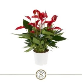 ANTHURIUM  M17 BANDEROLA LAVA