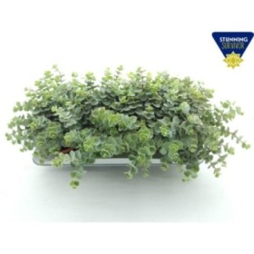 SEDUM  M12 SIEBOLDII Pilarica