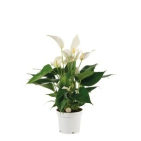 ANTHURIUM  M12 BANDEROLA Cava Mille Fleurs