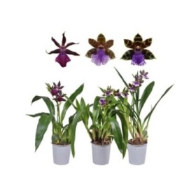 ZYGOPETALUM  M12 LOUISENDORF MIX