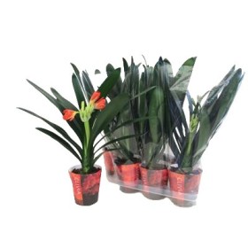 CLIVIA M13