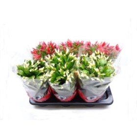 RHIPSALIDOPSIS  M17 schlumbergera MIX