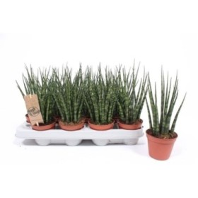 SANSEVIERIA FERNWOOD MIKADO M 9