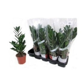 ZAMIOCULCAS  M12