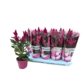 CELOSIA DEEP PURPLE M12