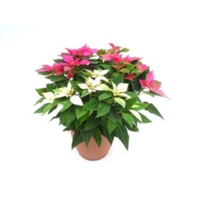 POINSETTIA   M26 J ADORE TRIOCOLOR Decor Terracota