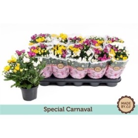 CHRYSANTHEMUM   M12 CARNAVAL