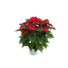 POINSETTIA   M17  RED Maceta Oliva