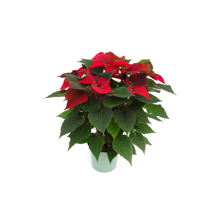 POINSETTIA   M17  RED Maceta Oliva