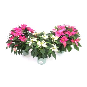 POINSETTIA  M17 J'ADORE MIX