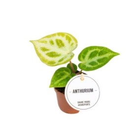 ANTHURIUM  M 6 SILVER BUSH