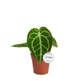 ANTHURIUM  M12 CRYSTALLINUM