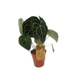 ANTHURIUM  M15 CLARINERVIUM