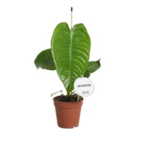 ANTHURIUM  M12 VEITCHII