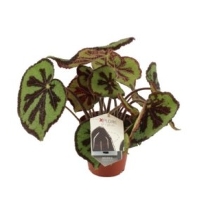 BEGONIA MASONIANA M15 Mountain