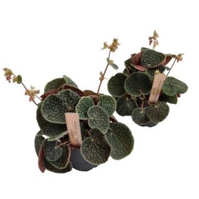 BEGONIA REX M14 Begonia bullatifolia