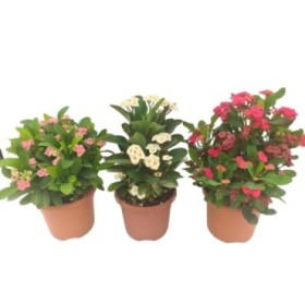 EUPHORBIA  MILII  M17 MIX