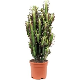 EUPHORBIA TRIGONA M25