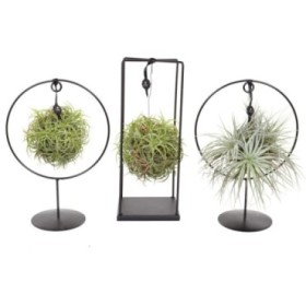 TILLANDSIA SUELTA DESIGN MAGIC BALL