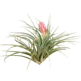 TILLANDSIA SUELTA CREATIVE Cotton Candy