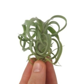 TILLANDSIA SUELTA CURLY SLIM BONSAI