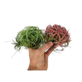 TILLANDSIA SUELTA IONANTHA CLUMB MIX LARGE