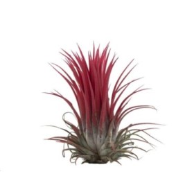 TILLANDSIA SUELTA IONANTHA RED