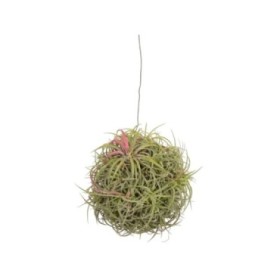 TILLANDSIA SUELTA creative MAGIC BALL mix