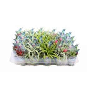 TILLANDSIA SUELTA POTCOVER