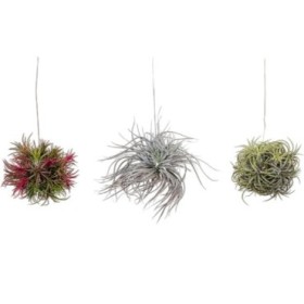 TILLANDSIA SUELTA creative MIX